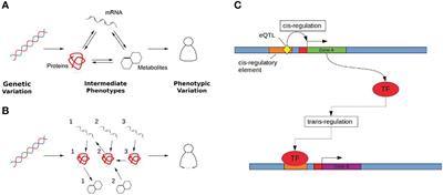 eQTLs as causal instruments for the reconstruction of hormone linked gene networks